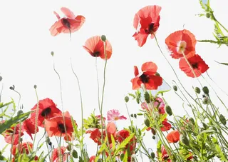 罂粟花免抠