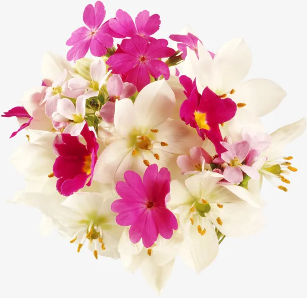 花卉图案鲜花花草免抠