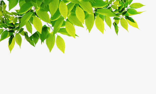 植物，绿色，叶子，春天免抠