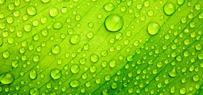 树叶水珠高清