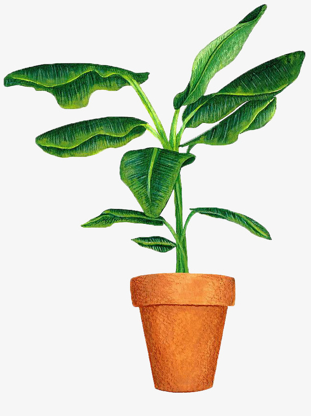 手绘绿色植物盆景免抠