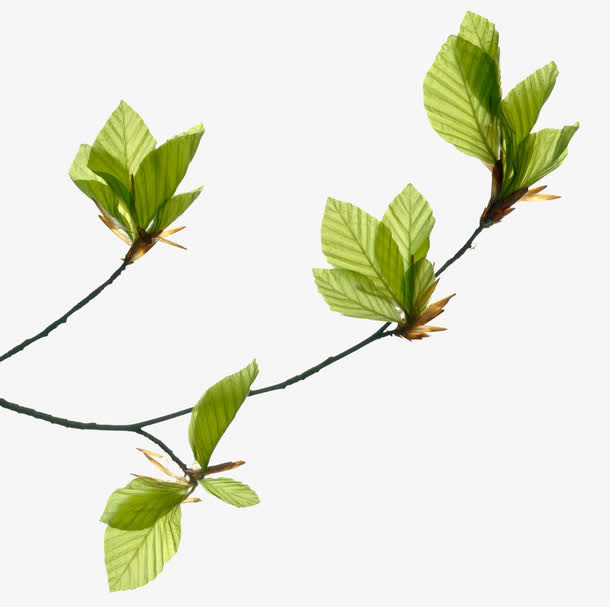 树枝绿芽新叶免抠