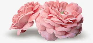 鲜艳的花朵免抠