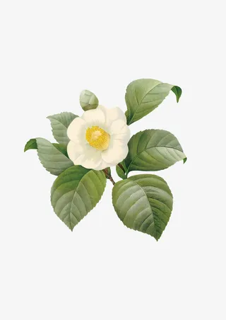 手绘花朵白色花免抠