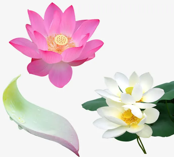 荷花免抠