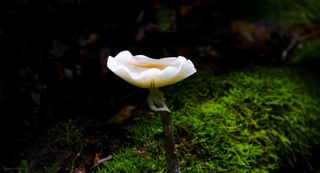 白色清新花朵草地免抠