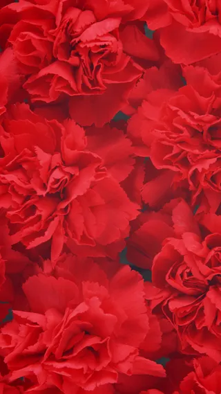 红色花朵花瓣平铺H5背景高清