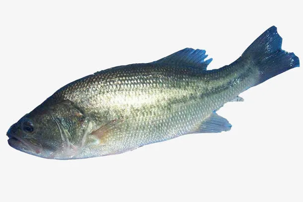美味鲈鱼免抠