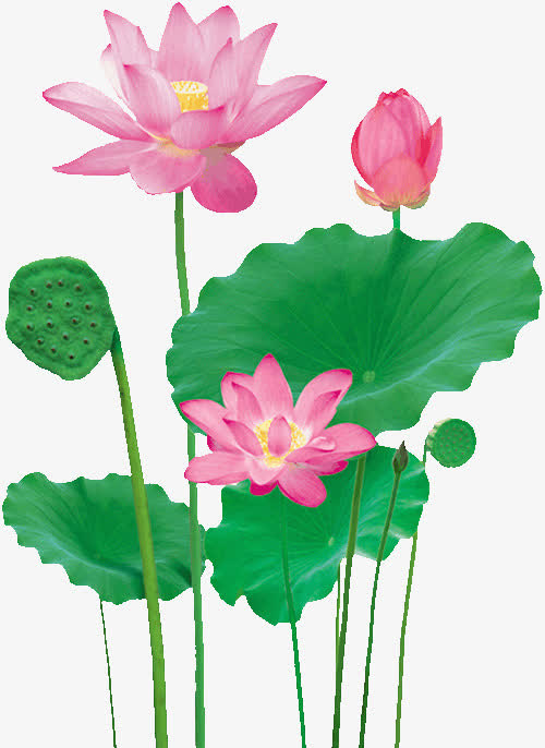 荷花免抠