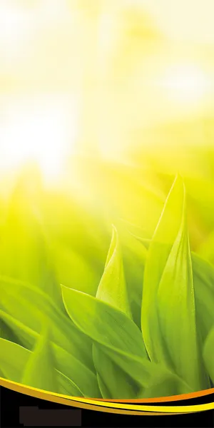 新春绿叶清新海报背景高清