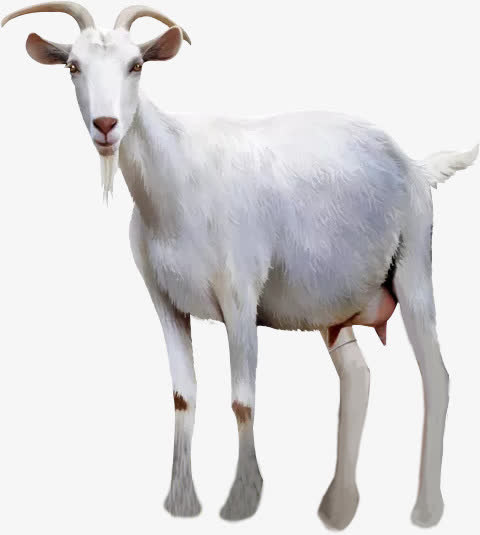 灰色的山羊免抠