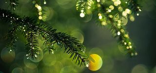 绿色松枝炫光背景高清