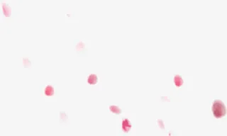 效果海报植物花瓣免抠