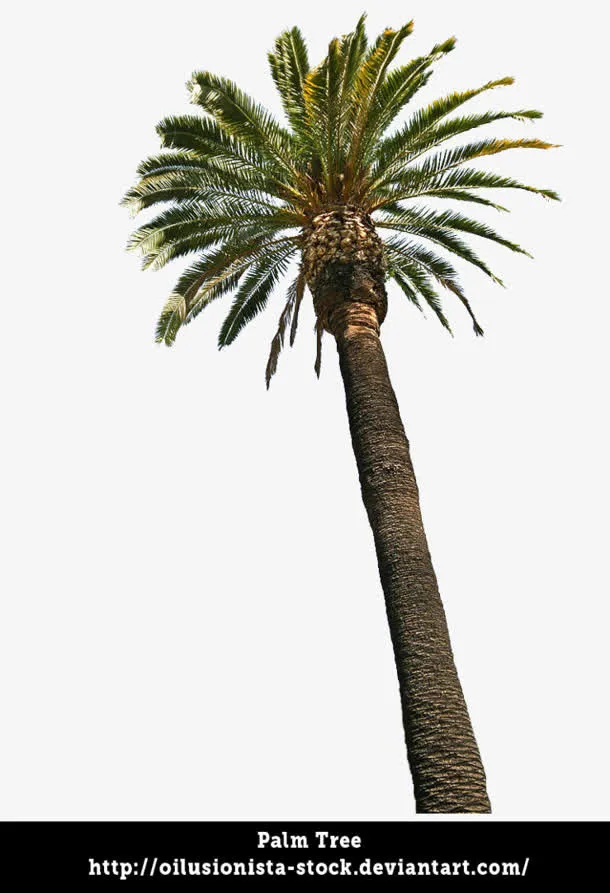 香蕉树树干免抠