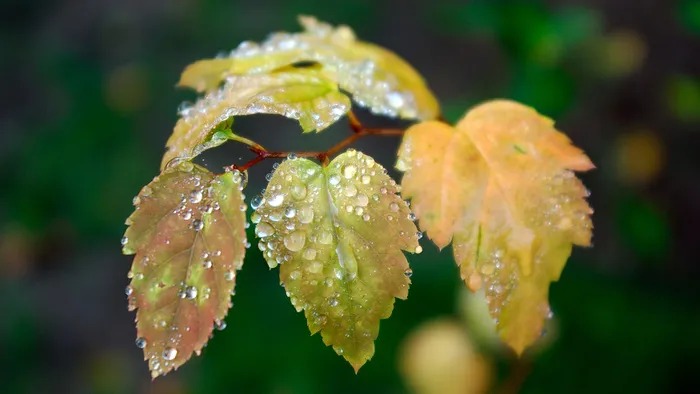 秋天雨后的黄叶水珠高清