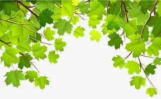 卡通法国梧桐树叶免抠