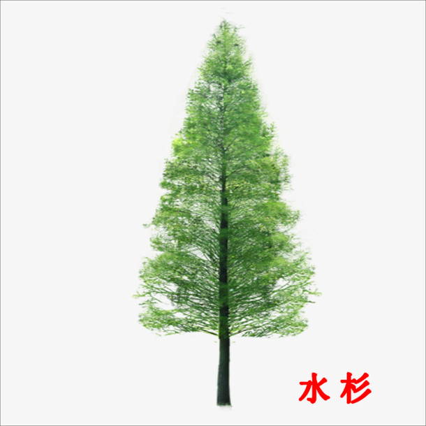 水杉免抠