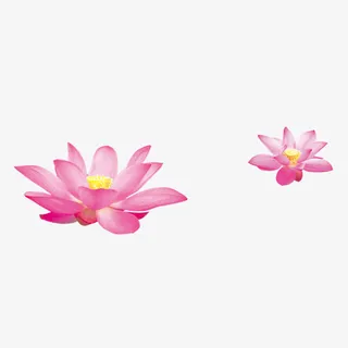 漂浮花瓣 荷花  png素材免抠