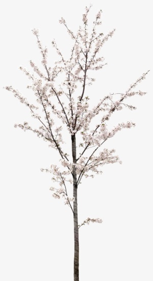 白色樱花树装饰免抠