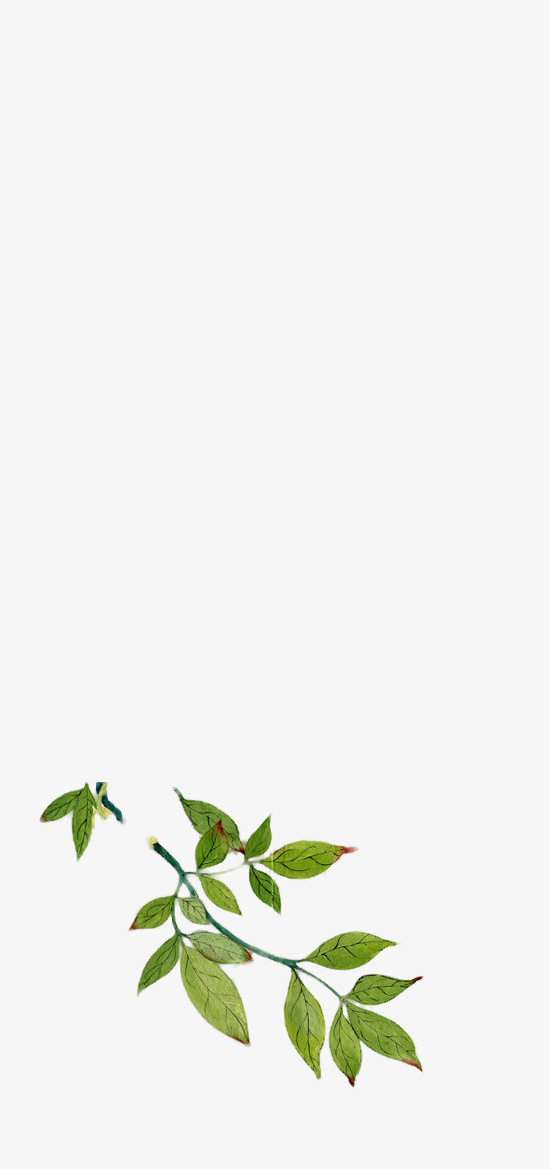 树枝免抠