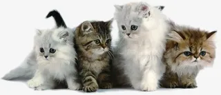 时尚小猫宠物温馨免抠