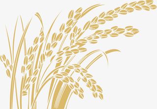 金色麦穗手绘简图免抠