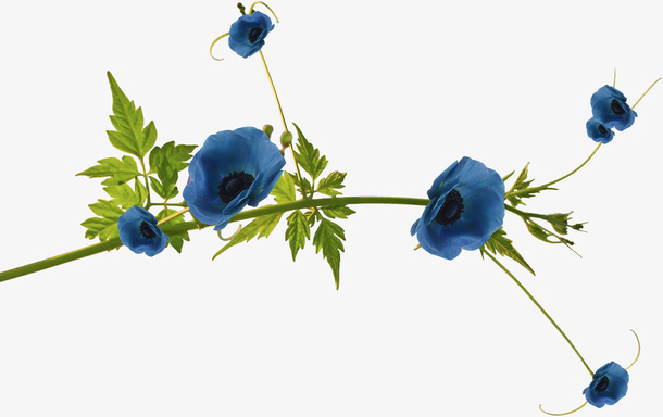 花卉免抠