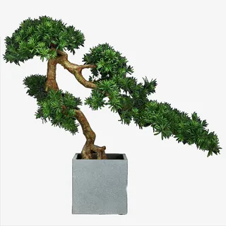 迎客松  罗汉松免抠