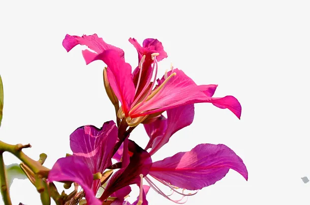 紫红色红花羊蹄甲开花免抠系列免抠