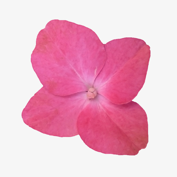 鲜花手绘花朵免抠