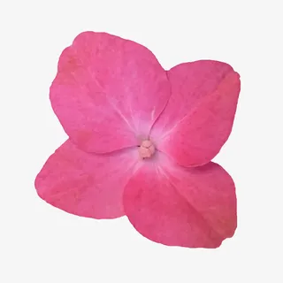 鲜花手绘花朵免抠