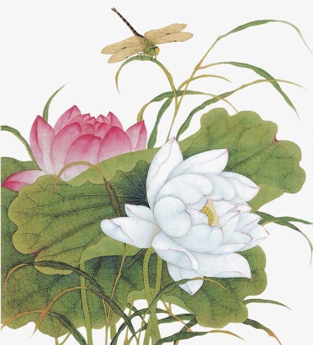 植物荷花白色叶子花朵蜻蜓免抠