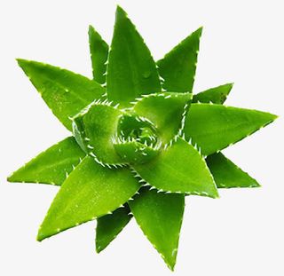 芦荟免抠