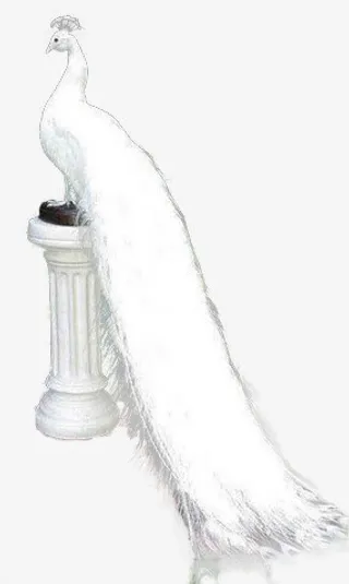 白色优雅静态孔雀免抠