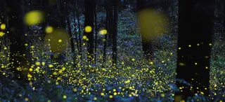 唯美森林萤火虫海报素材高清