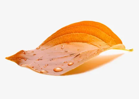 水滴绿叶清新绿叶免抠