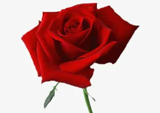 带刺的玫瑰免抠