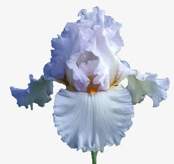 开放的花免抠