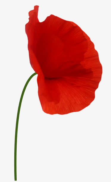 ps花卉素材花卉图案免抠