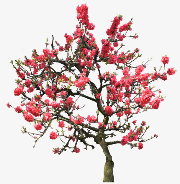 红色花朵梅花树枝素材免抠