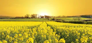 油菜花背景高清