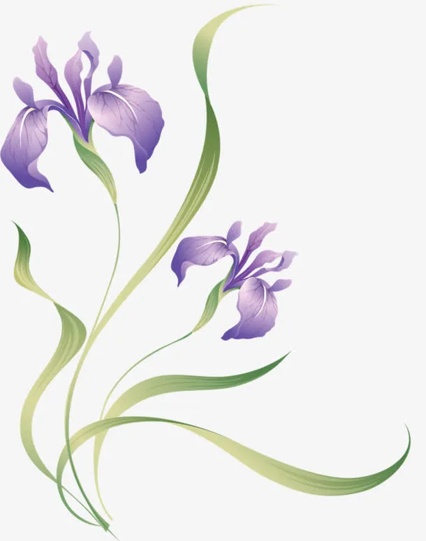 花瓣鸢尾花免抠