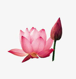 荷花免抠