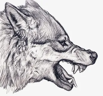 素描野狼免抠 素描野狼免抠