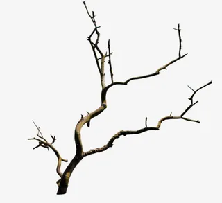 秋冬枯萎树枝造型免抠