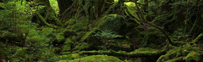 原始森林背景高清