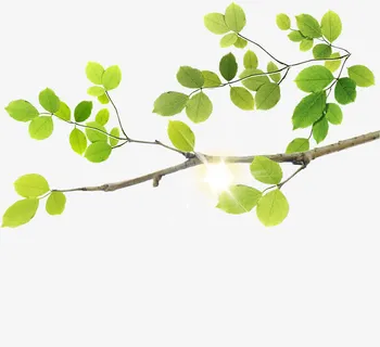 手绘清新阳光树枝免抠