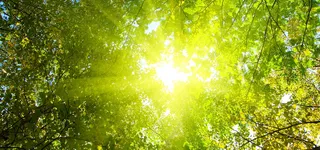 树林背景图高清