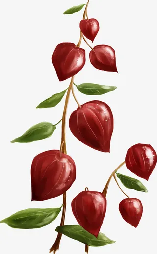 手绘红色灯笼花植物免抠