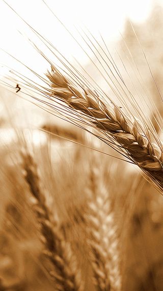 秋天田间的麦穗H5背景素材高清